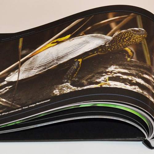 Schildkröten Zeitschrift